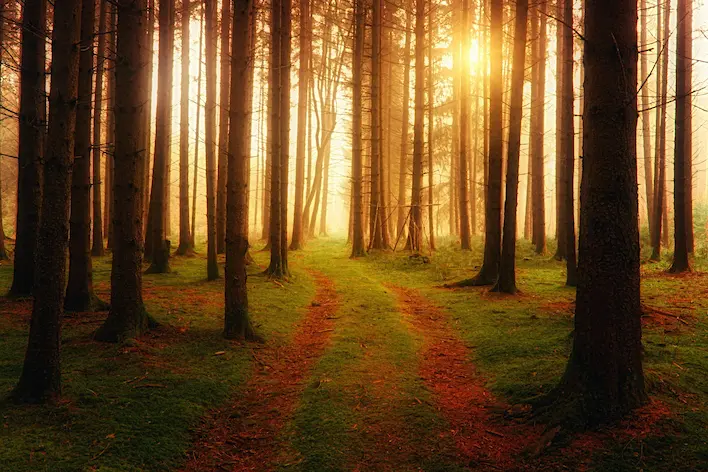 Path to lodge